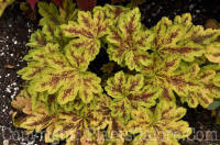 PGC-P-Heucherella-Solar-Power-2010-01