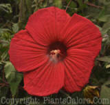 PGC-P-Hibiscus-Fireball-2010-01