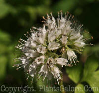 PGC-P-Hydrophyllum-virginianum-2011-001
