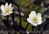 PGC-P-Jeffersonia-diphylla-2011-05-004