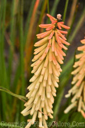 PGC-P-Kniphofia-Peachy-Cheeks-2010-03