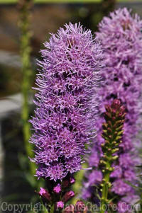 PGC-P-Liatris-spicata-Kobold-2010-02_2