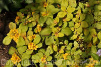 PGC-P-Lysimachia-numularia-2011-01