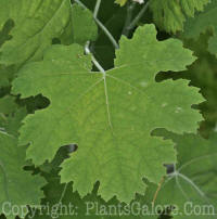 PGC-P-Macleaya-cordata-2010-07