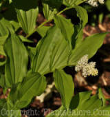 PGC-P-Maianthemum-racemosum-aa-2010-02