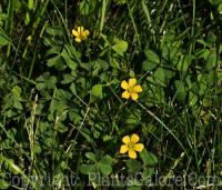 PGC-P-Medicago-lupulina-10-07_002