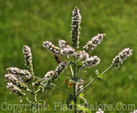 PGC-P-Mentha-suaveolens-MSU-8-2011-001