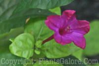 PGC-P-Mirabilis-jalapa-2010-03