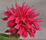 PGC-P-Monarda-didyma-Fireball-2-2010