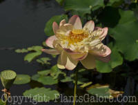 PGC-P-Nelumbo-nucifera-Mrs-Perry-D-Slocum-BBG-6-2011-002