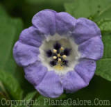 PGC-P-Nicandra-physalodes-Apple-of-Peru-2010-0001