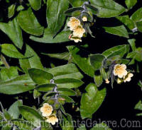 PGC-P-Nonea-lutea-2011-05-001