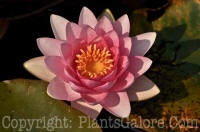 PGC-P-Nymphaea-Water-Lily-ID-MSU-8-2011-006