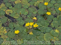 PGC-P-Nymphoides-peltata-2010-01