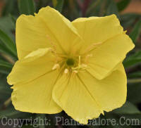 PGC-P-Oenothera-missouriensis-2010-01_2