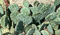 PGC-P-Opuntia-humifusa-prickly-pear-1x-2010_01