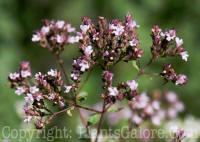 PGC-P-Origanum-majorama-Beal-2011-07-001