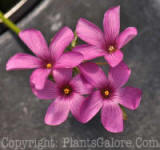 PGC-P-Oxalis-crassipes-Rosea-2010-a05