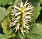 PGC-P-Pachysandra-terminalis-2011-04-001