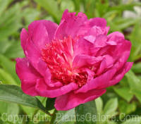 PGC-P-Paeonia-Felix-Crousse-2010-02