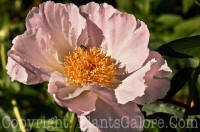 PGC-P-Paeonia-japonica-2010-45_2