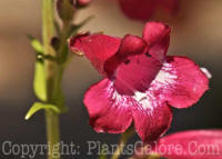 PGC-P-Penstemon-Phoenix-Red-03