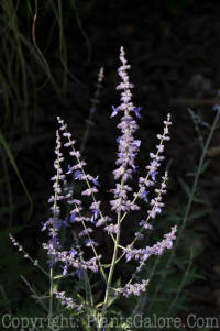 PGC-P-Perovskia-atriplicifolia-2010-20