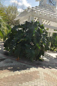 PGC-P-Philodendron-x-evansii-LeuGardens-03-2012-2