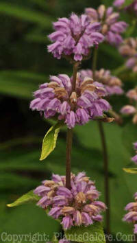 PGC-P-Phlomis-alpine-2010-09