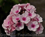 PGC-P-Phlox-paniculata-Bright-Eyes-2010-02