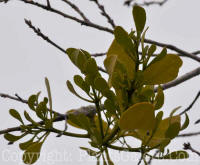 PGC-P-Phoradendron-American-missletoe-SC-02-2012-9