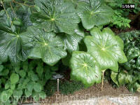 PGC-P-Podophyllum-pleianthum-Chinese-Mayapple-0rr-2010