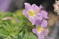 PGC-P-Polemonium-Apricot-Delight-2011-05-002