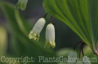 PGC-P-Polygonatum-odoratum-Variegatum-2011-03