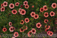 PGC-P-Potentilla-atrosanguinea-Monarchs-Velvet-2010-01