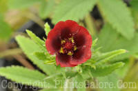 PGC-P-Potentilla-atrosanguinea-Monarchs-Velvet-2010-05