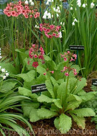 PGC-P-Primula-Millers-Crimson-ff-2010