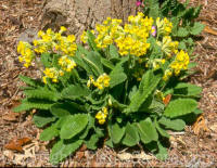 PGC-P-Primula-polyantha-2010-0002