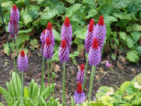 PGC-P-Primula-viali-2010-0001