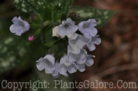 PGC-P-Pulmonaria-Opal-2010-001