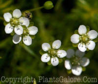 PGC-P-Sagina-subulata-Aurea-VanAt-2011-07-001