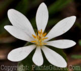 PGC-P-Sanguinaria-canadensis-2011-007