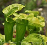 PGC-P-Sarracenia-AHS-6-24-2011-004