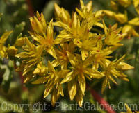 PGC-P-Sedum-kamtschaticum-2011-001