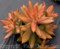 PGC-P-Sedum-nussbaumerianum-2010-001