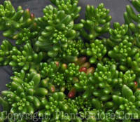 PGC-P-Sedum-rubrotintum-2010-d001