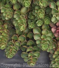 PGC-P-Sedum-spurium-Fuldaglut-2010-d002