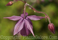 PGC-P-Semiaquilegia-ecalcarata-2010-001