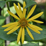 PGC-P-Silphium-integrifolium-rosinweed-2010-0001