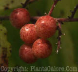 PGC-P-Smilacina-racemosa-False-Solomon-Seal-2010-07